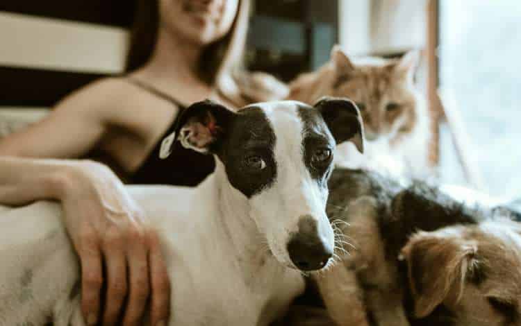 How Pet Possession Helps Your Private Enchancment